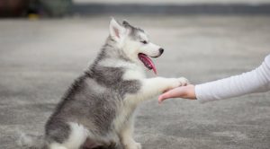 Çeşme Köpek Eğitimi