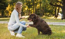 Bayraklı Köpek Eğitim Çiftliği