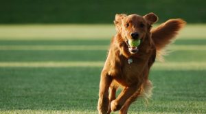 Foça Köpek Oteli