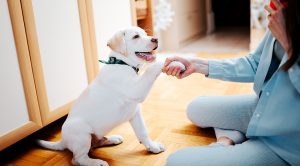 Karabağlar Köpek Eğitim Merkezi