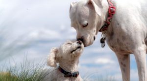 Foça Köpek Eğitim Çiftliği