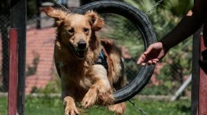 Dikili Köpek Eğitim Merkezi