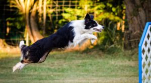 Ödemiş Köpek Eğitim Merkezi