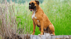 İzmir Köpek Eğitim Merkezi