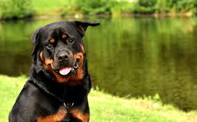 Rottweiler nedir? Rottweiler cinsi köpek bakımı nasıl yapılır? Rottweiler  özellikleri ve fiyatları nedir? Rottweiler uysal mı? | Haberler.com