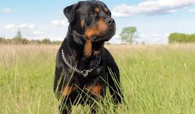 İzmir Rottweiler Üretim Çiftliği