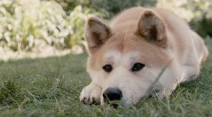 Köpek Eğitimi Menderes